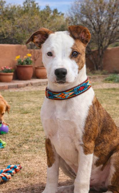DUKE, ADOPTABLE, Young Male Cattle Dog & Bulldog.