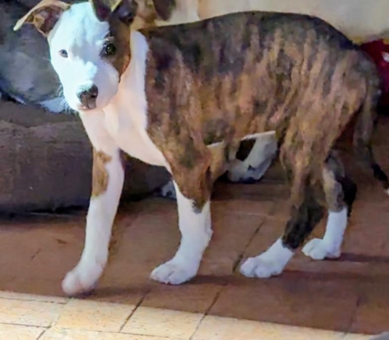 DUKE, ADOPTABLE, Young Male Cattle Dog & Bulldog.
