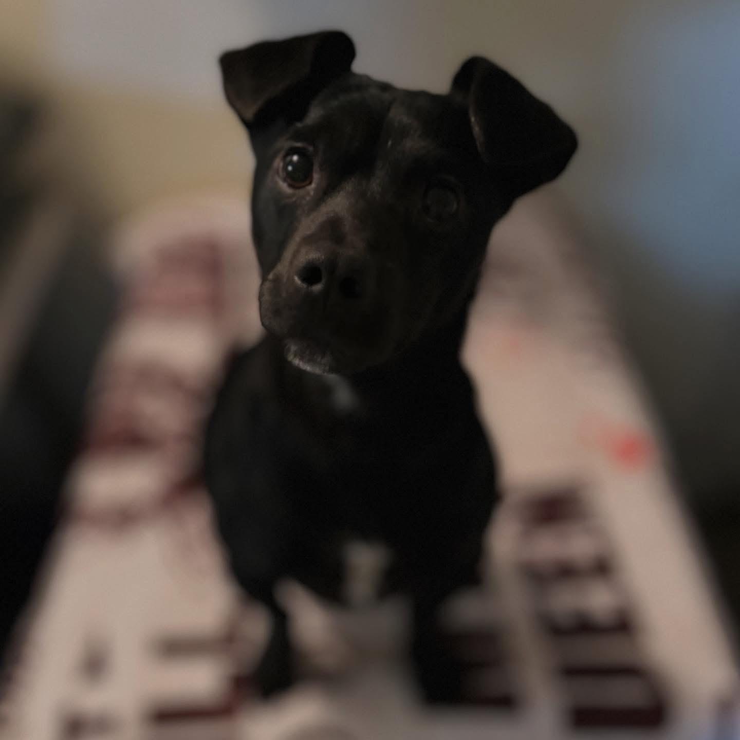 Enlarge Cuddy, a ADOPTABLE mixed breed in West Falls, NY image 2/2