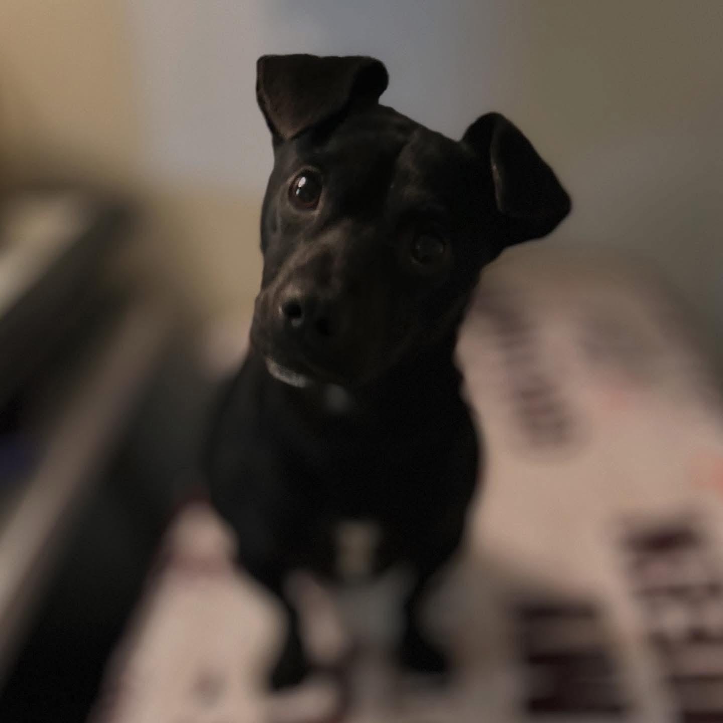 Cuddy, ADOPTABLE, Young Male Dachshund.