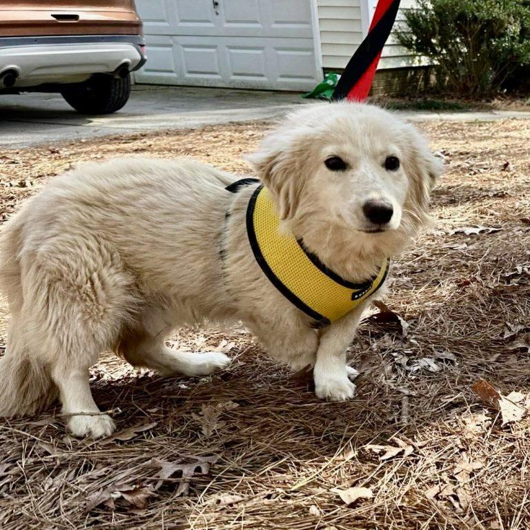 Enlarge Nimbus, a Adopted mixed breed in Hillsborough , NC image 1/3