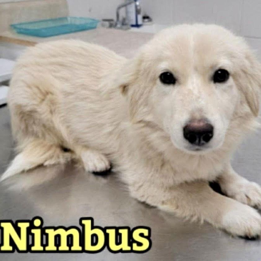 Enlarge Nimbus, a Adopted mixed breed in Hillsborough , NC image 3/3