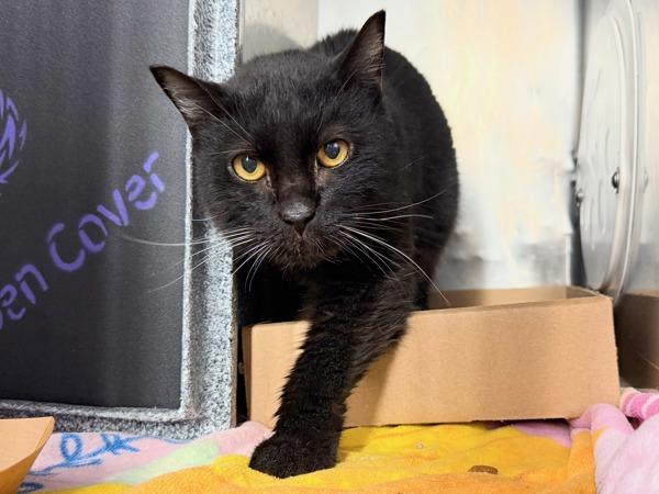 Cosmos — thumbnail 3