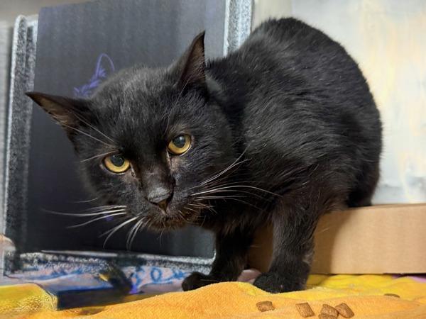 Cosmos — thumbnail 4