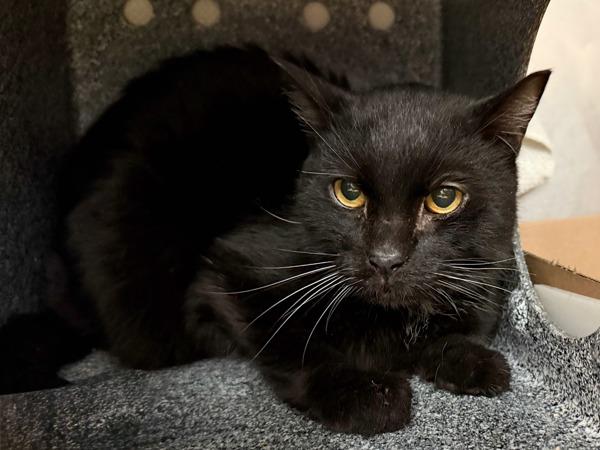 Cosmos — thumbnail 5