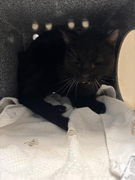 Cosmos — thumbnail 6