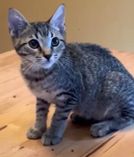 Cody, Adoptable, Kitten Male Tabby & Domestic Short Hair.