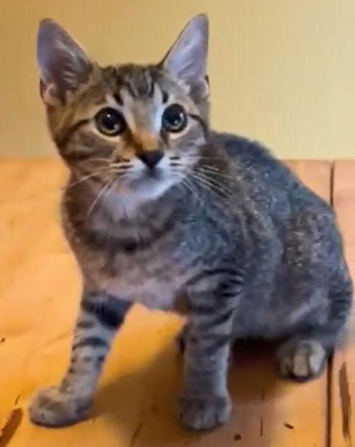 Enlarge Cody, a Adoptable mixed breed in Alvin, TX image 2/3