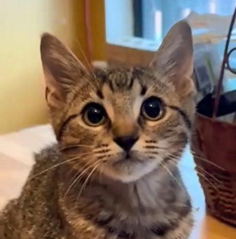 Enlarge Cody, a Adoptable mixed breed in Alvin, TX image 3/3