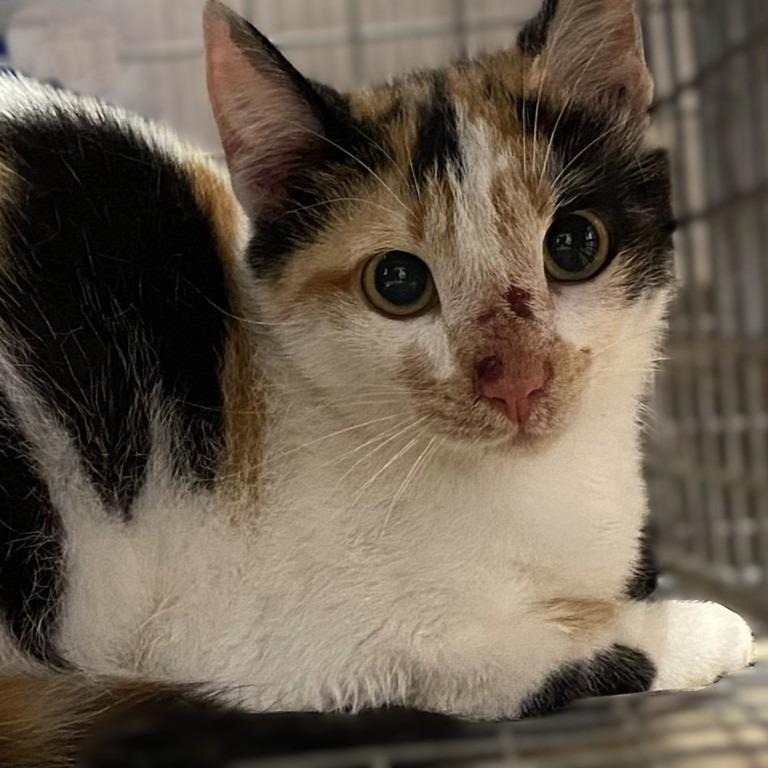 Enlarge Betty, a Adoptable mixed breed in Brenham, TX image 2/4