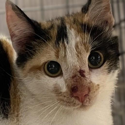 Enlarge Betty, a Adoptable mixed breed in Brenham, TX image 3/4