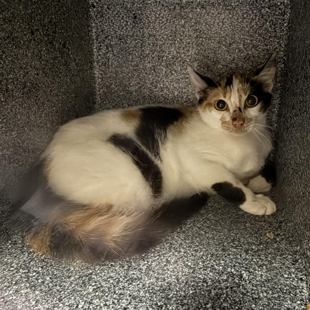 Enlarge Betty, a Adoptable mixed breed in Brenham, TX image 4/4