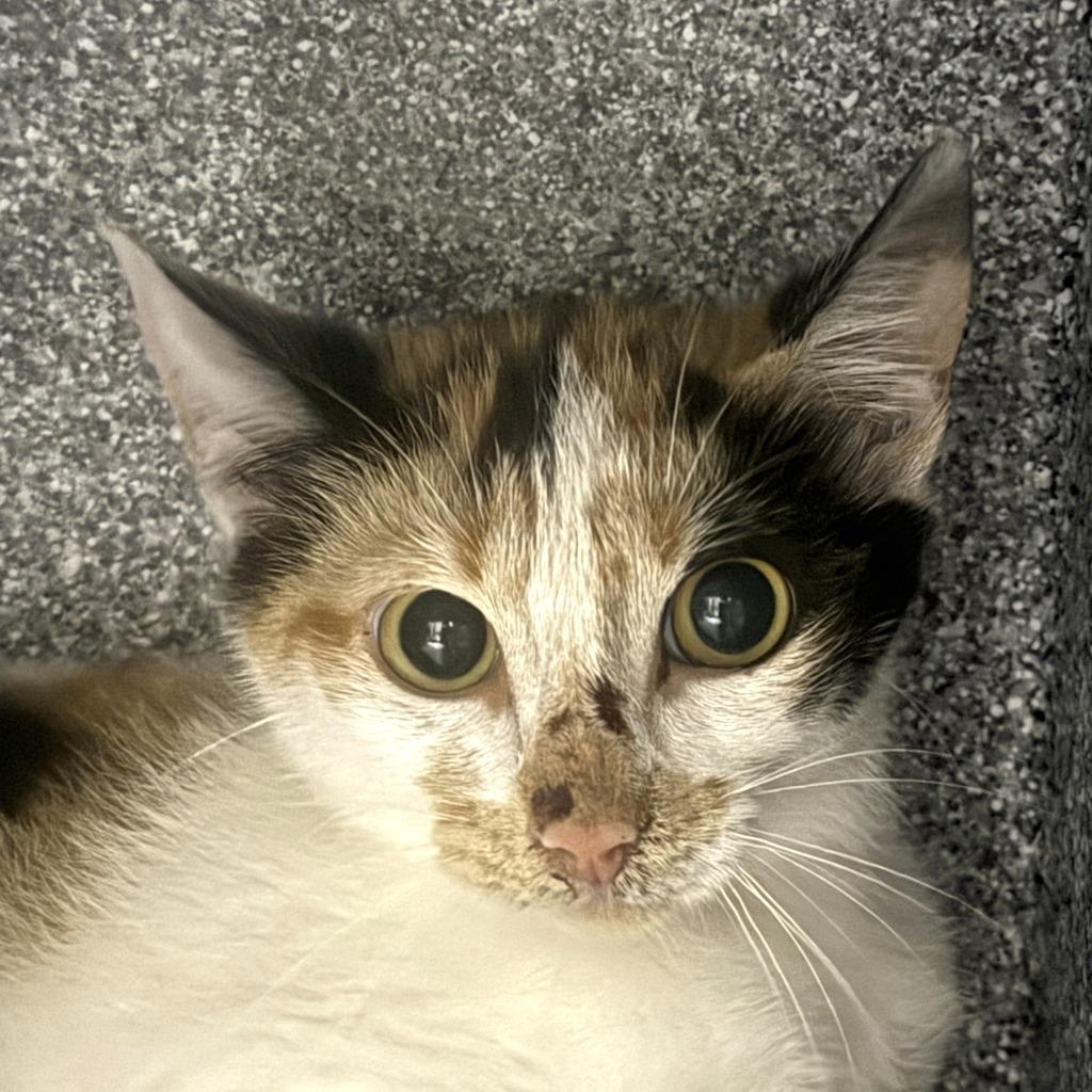 Betty, Adoptable, Kitten Female Domestic Short Hair.