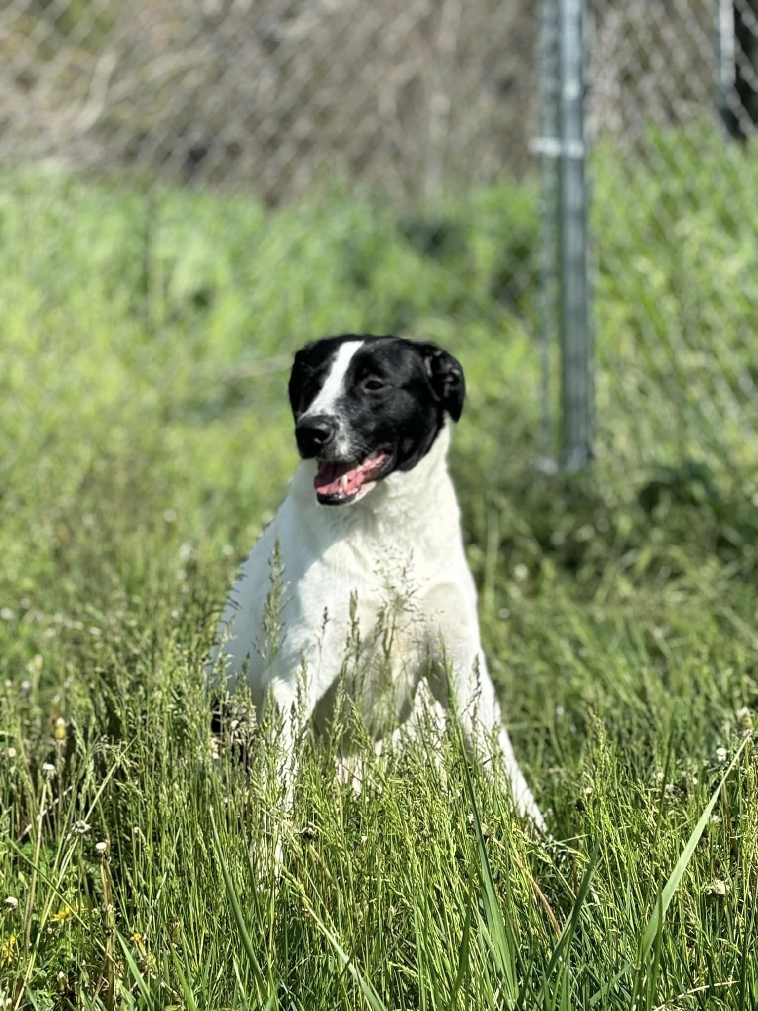 dulce, Adopted, Young Female English Setter.