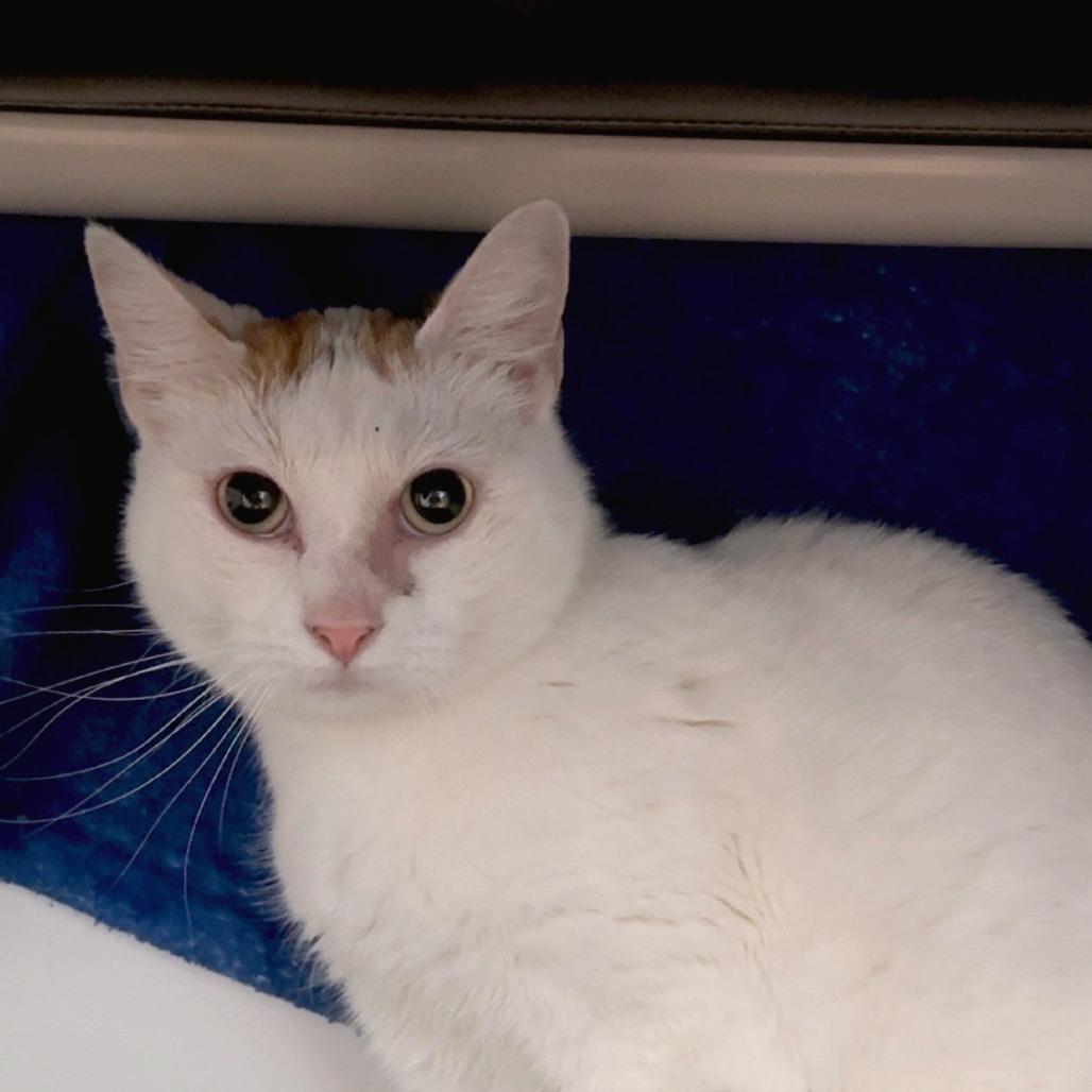 Gabby, Adoptable, Adult Female Domestic Short Hair.