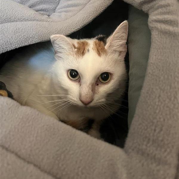 Enlarge Gabby, a Adoptable Domestic Short Hair in Bentonville, AR image 3/4