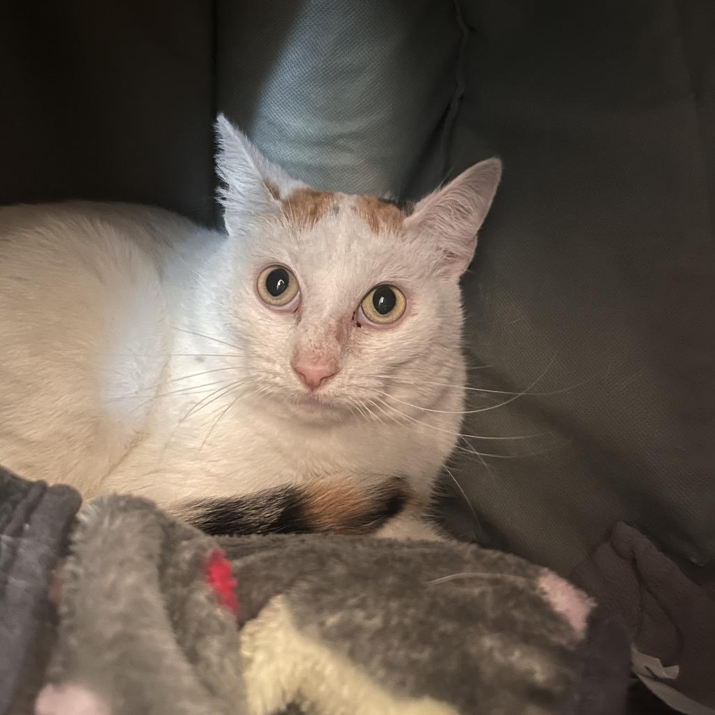 Enlarge Gabby, a Adoptable Domestic Short Hair in Bentonville, AR image 4/4