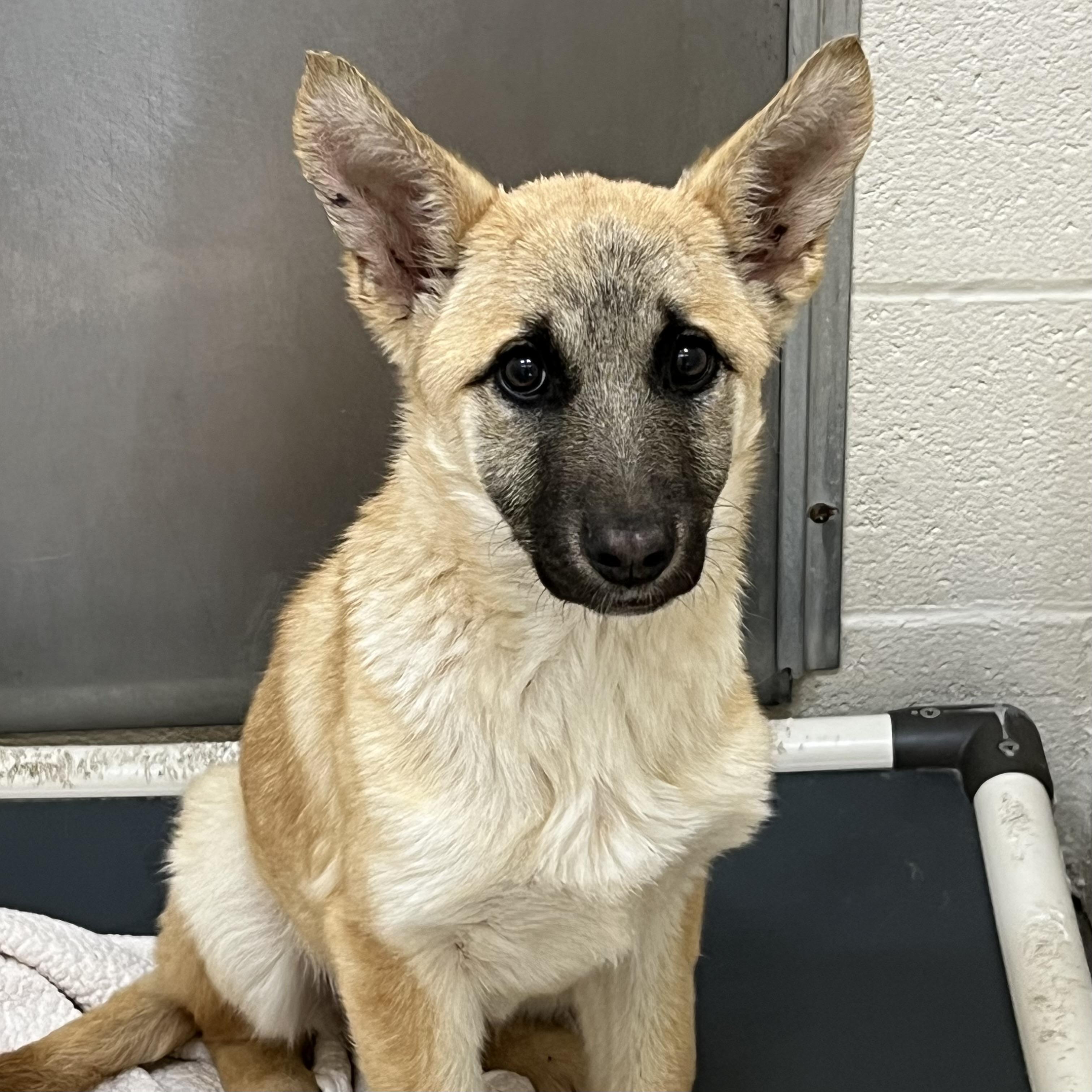 Enlarge Twix, a ADOPTABLE mixed breed in Sherman, TX image 2/4