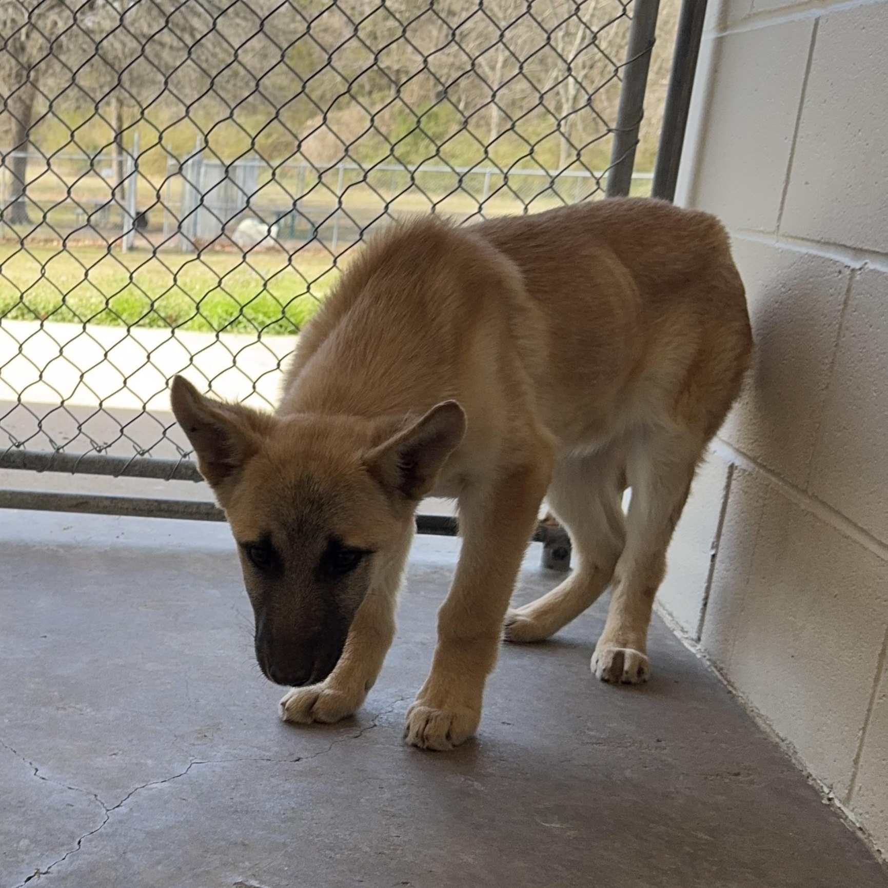Enlarge Twix, a ADOPTABLE mixed breed in Sherman, TX image 3/4