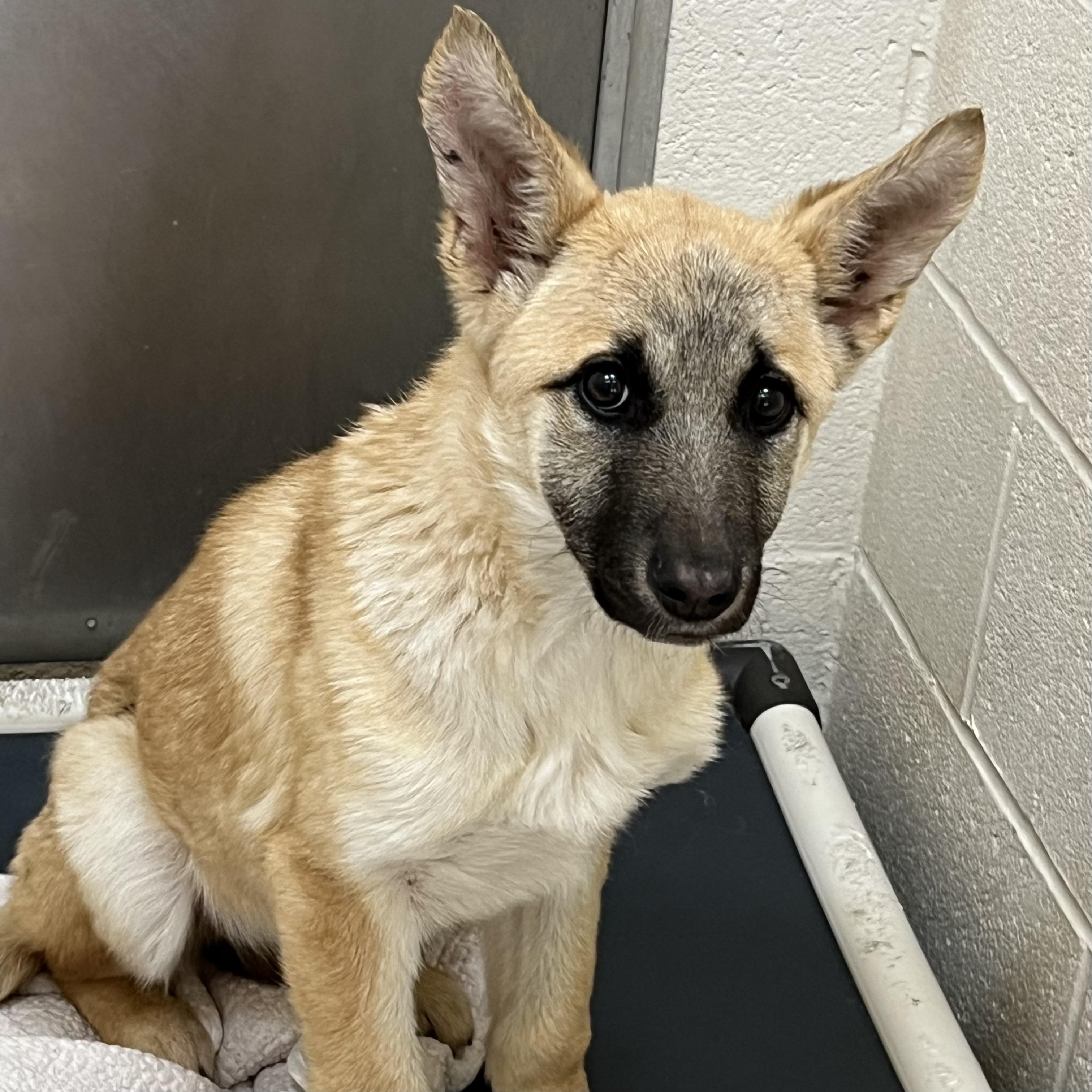 Enlarge Twix, a ADOPTABLE mixed breed in Sherman, TX image 4/4