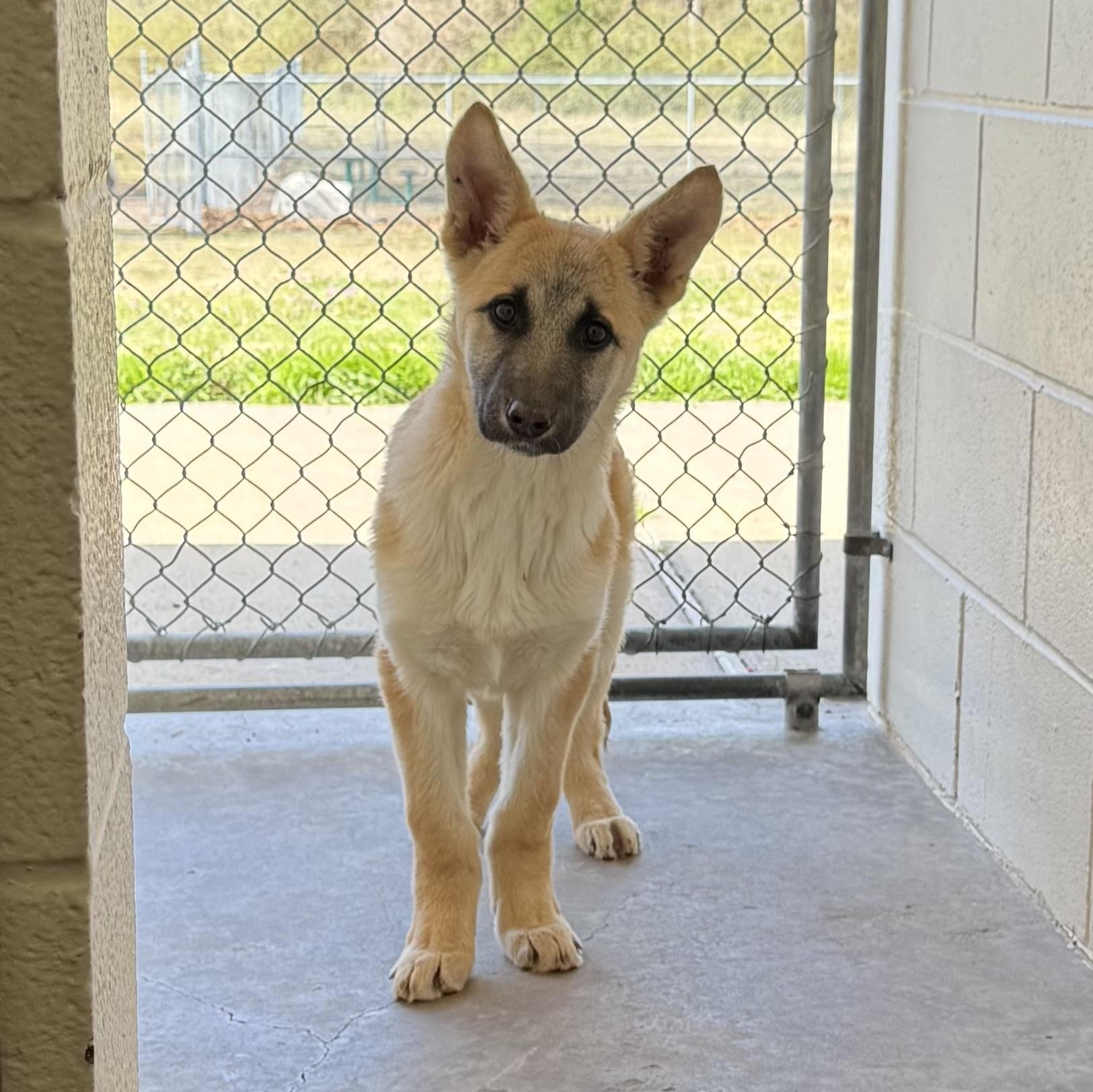 Twix, ADOPTABLE, Young Male German Shepherd Dog.