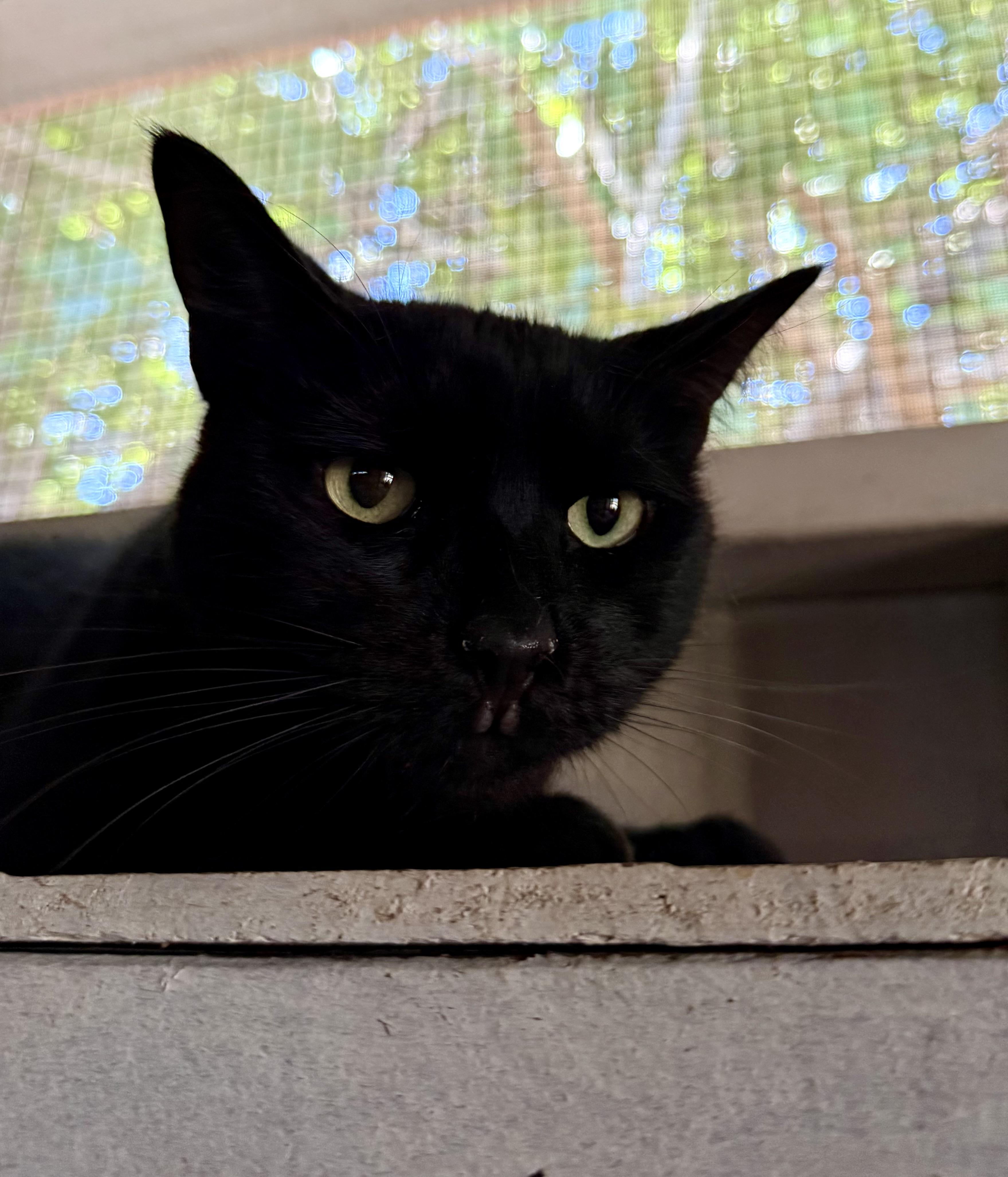 Enlarge Evie, a Adoptable Domestic Short Hair in Marana, AZ image 1/1