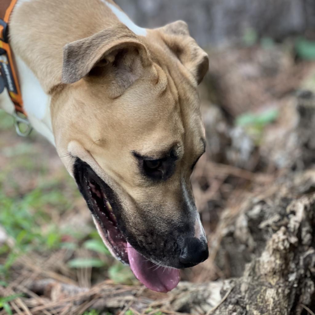 Tallulah, adopted, Adult Female Yellow Labrador Retriever.