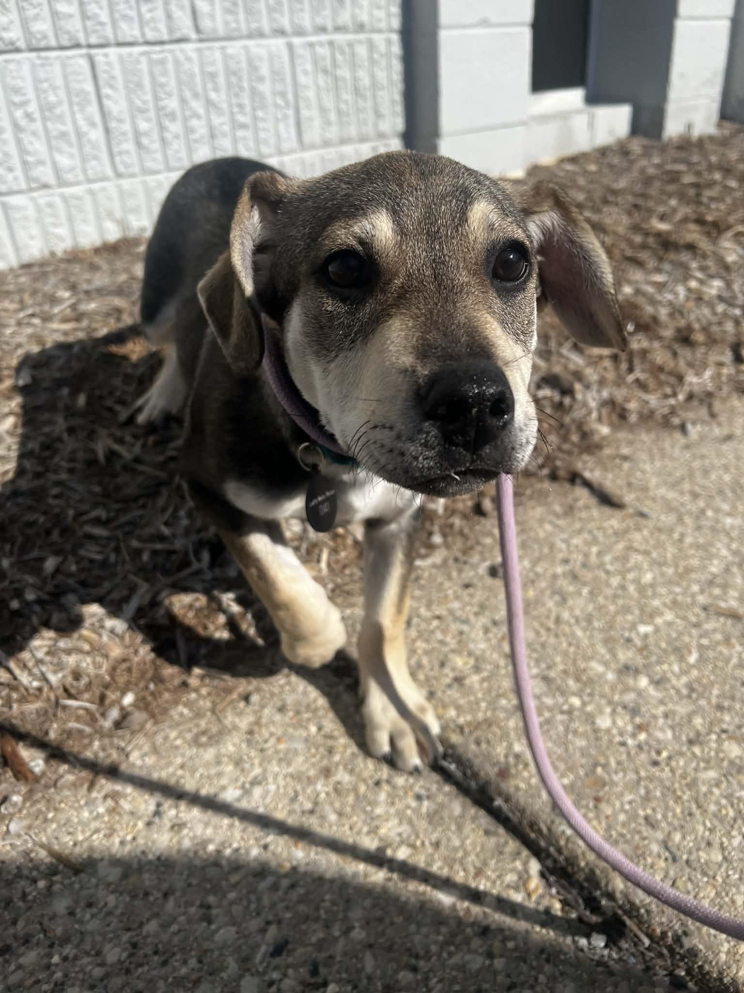 Enlarge SCOOBY DOO   $425, an adopted mixed breed in Milwaukee, WI image 4/6