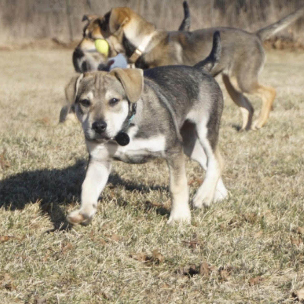 SCOOBY DOO   $425, ADOPTABLE, Young Male Labrador Retriever.
