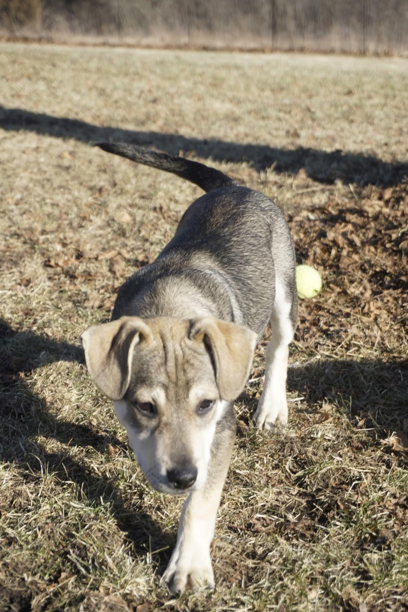 Enlarge SCOOBY DOO   $425, an adopted mixed breed in Milwaukee, WI image 5/6