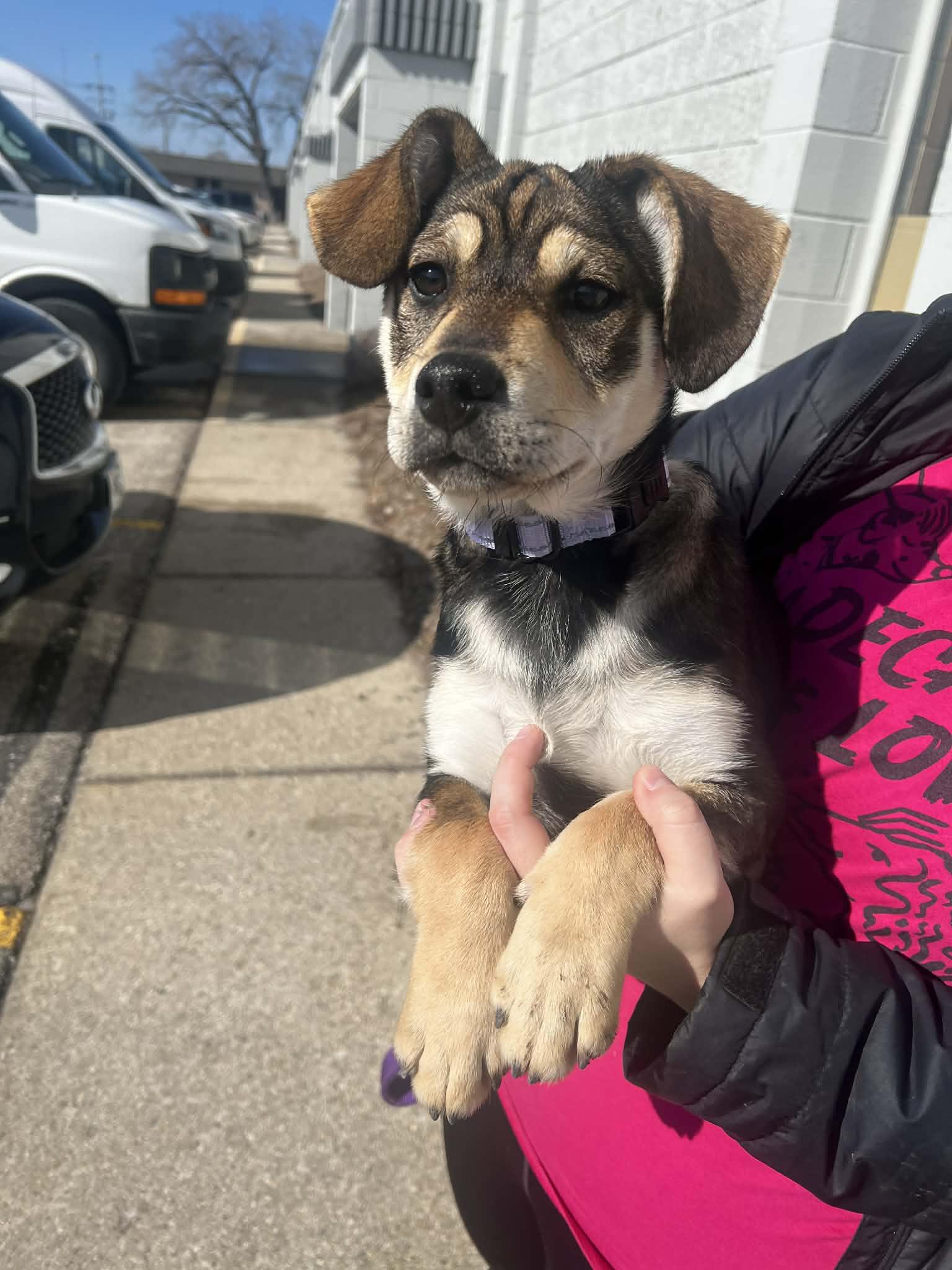 Enlarge SCOOBY DOO   $425, an adopted mixed breed in Milwaukee, WI image 2/6