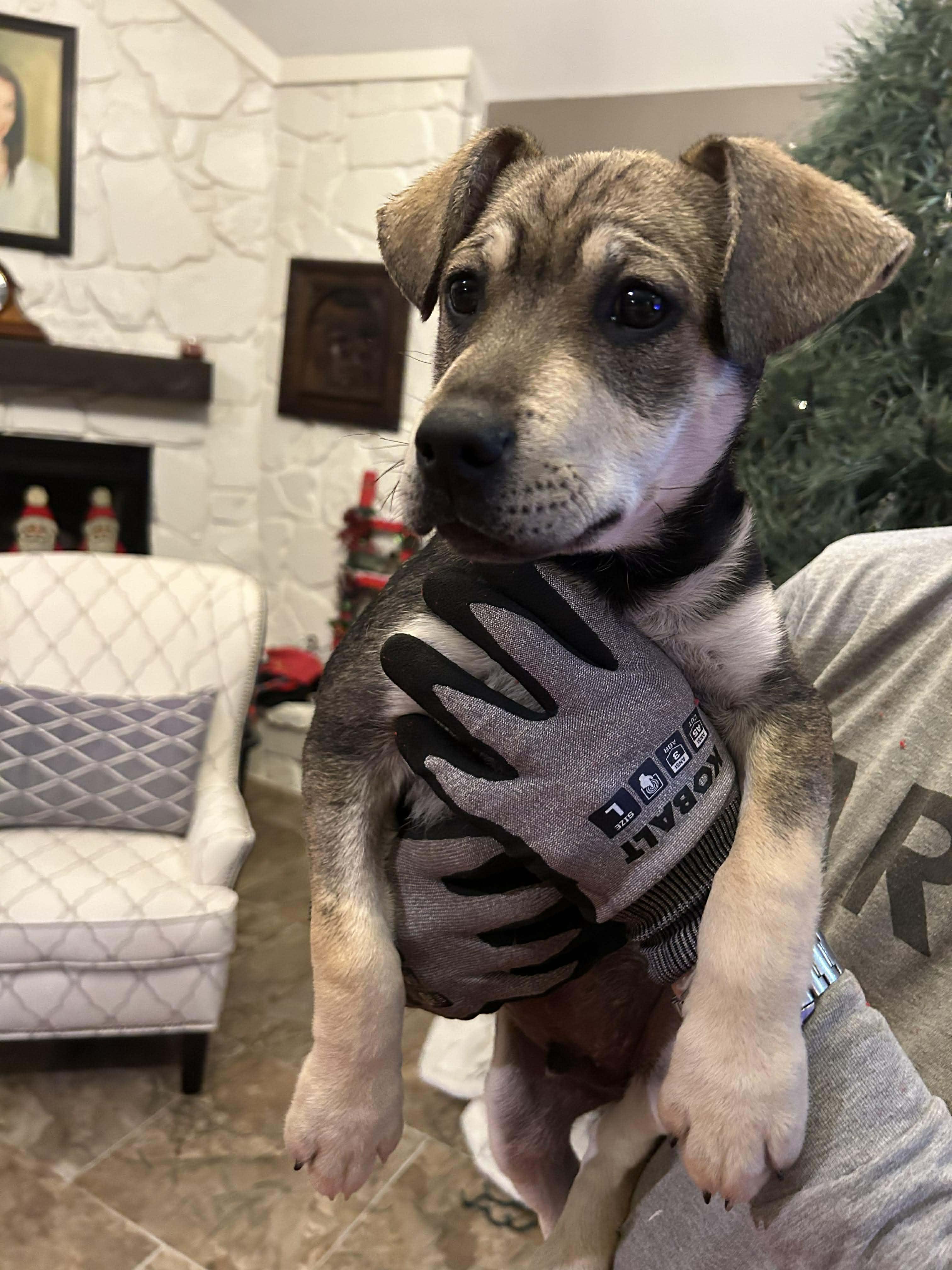 Enlarge SCOOBY DOO   $425, an adopted mixed breed in Milwaukee, WI image 3/6