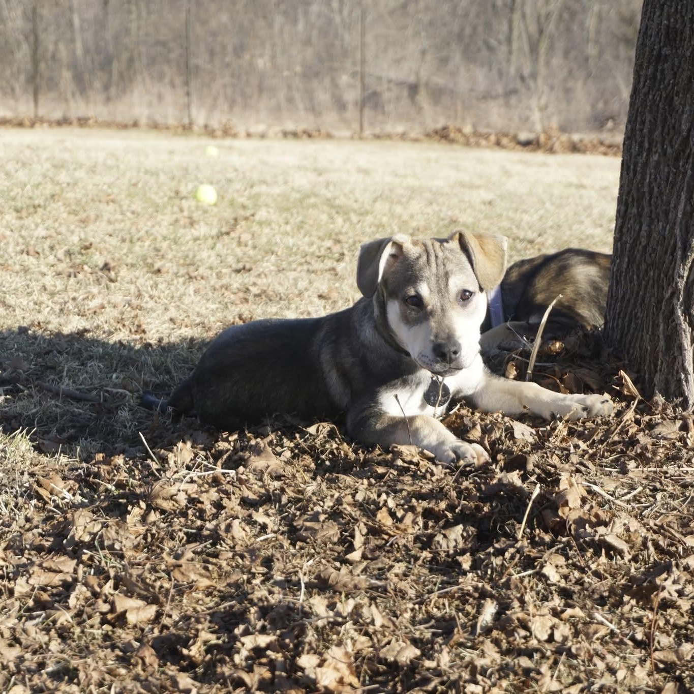 Enlarge SCOOBY DOO   $425, an adopted mixed breed in Milwaukee, WI image 6/6