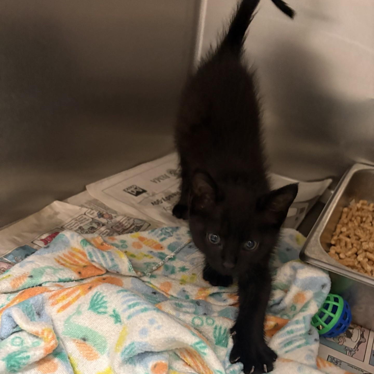 Bam Bam, ADOPTABLE, Kitten Male Domestic Short Hair.