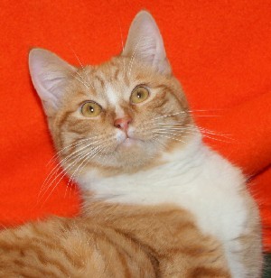 Enlarge Marcus, a Adoptable mixed breed in Savannah, MO image 1/2