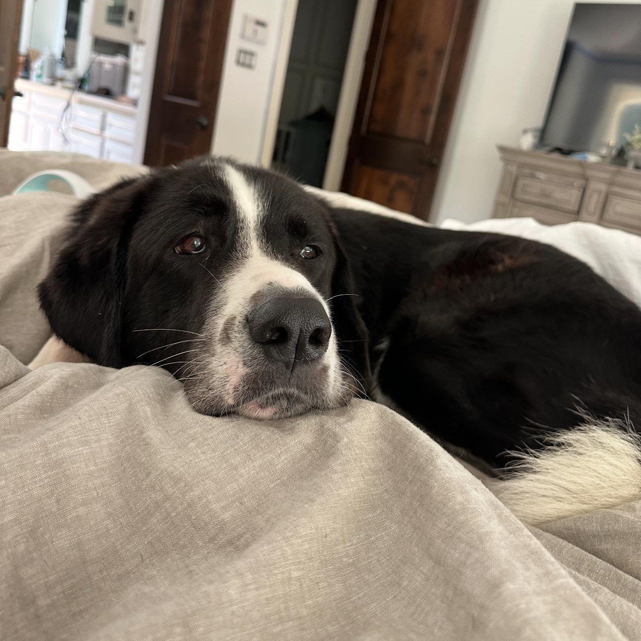 Enlarge Dudley, an adopted mixed breed in magnolia, TX image 3/6