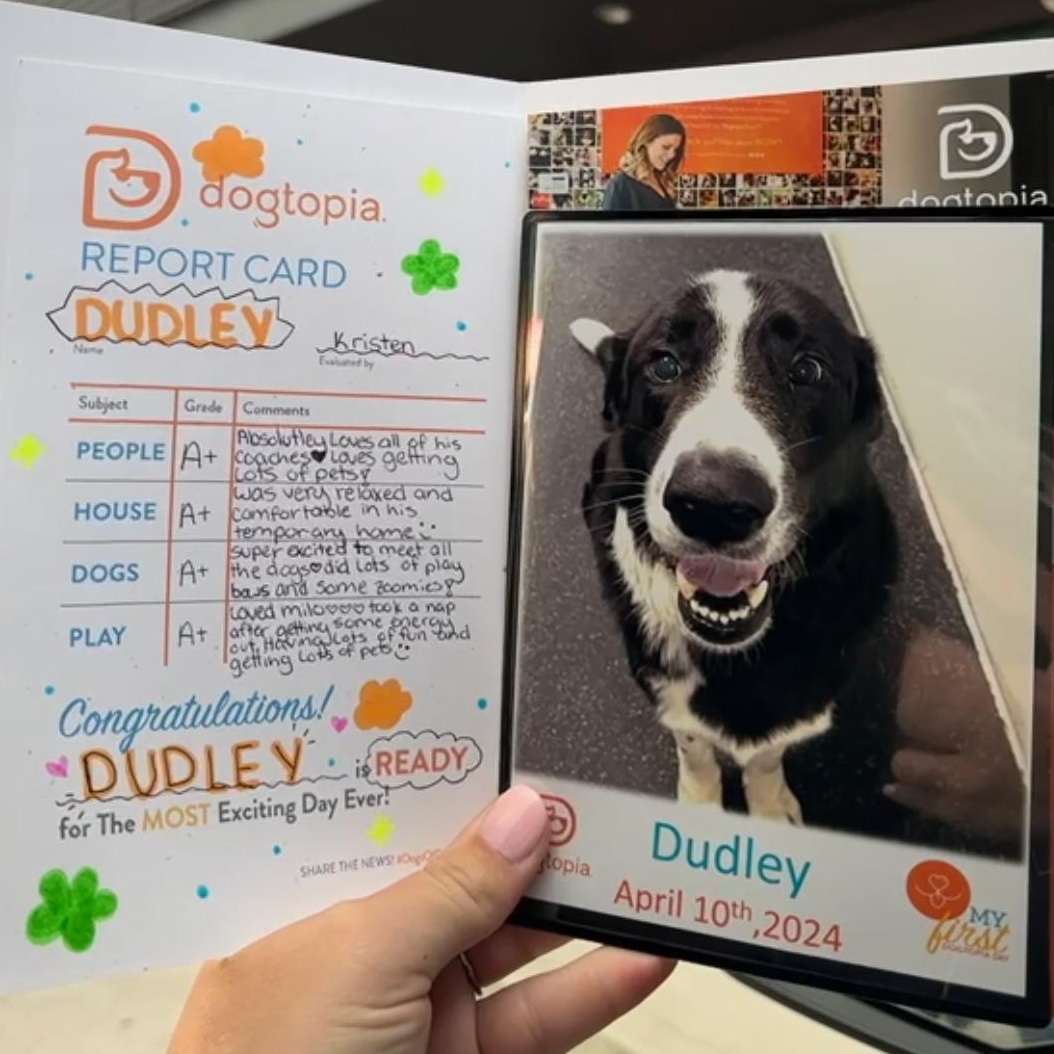 Enlarge Dudley, an adopted mixed breed in magnolia, TX image 5/6