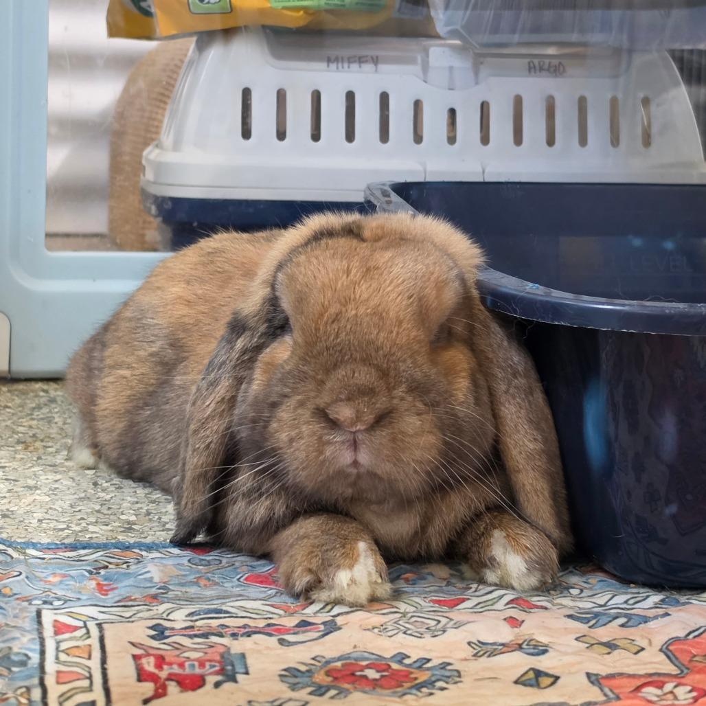 Enlarge PeaBee, a Adoptable Mini Lop in Hilliard , FL image 1/1