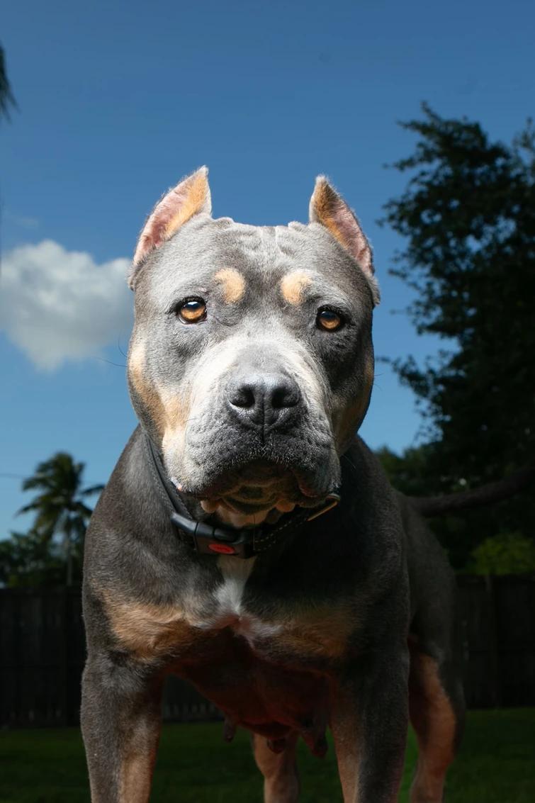 Enlarge Lady, a Adoptable American Staffordshire Terrier in Fort Lauderdale, FL image 1/1