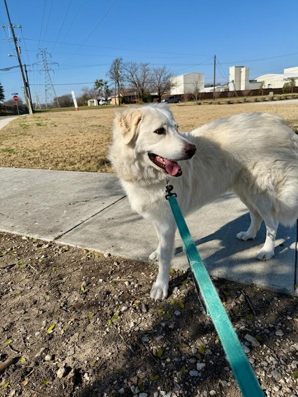 Enlarge 4PAWS Arabelle, a ADOPTABLE Great Pyrenees in Benbrook, TX image 2/3