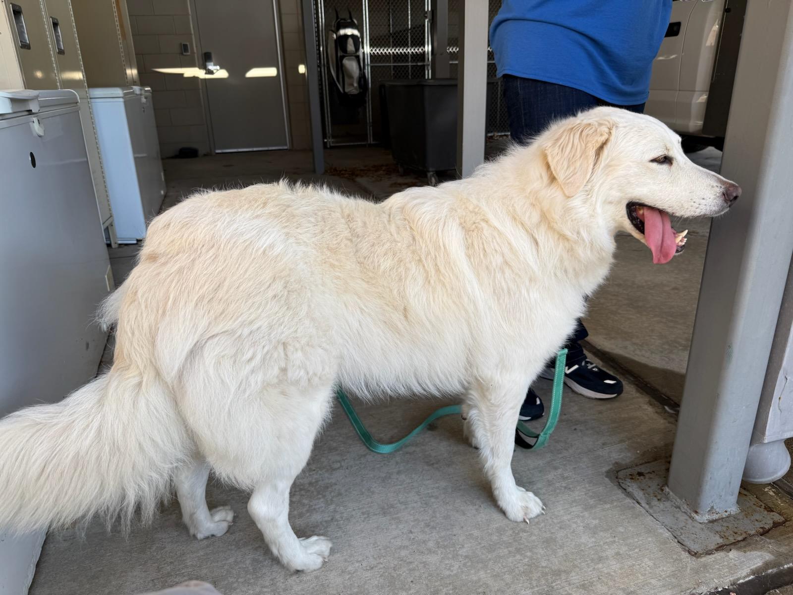 Enlarge 4PAWS Arabelle, a ADOPTABLE Great Pyrenees in Benbrook, TX image 1/3