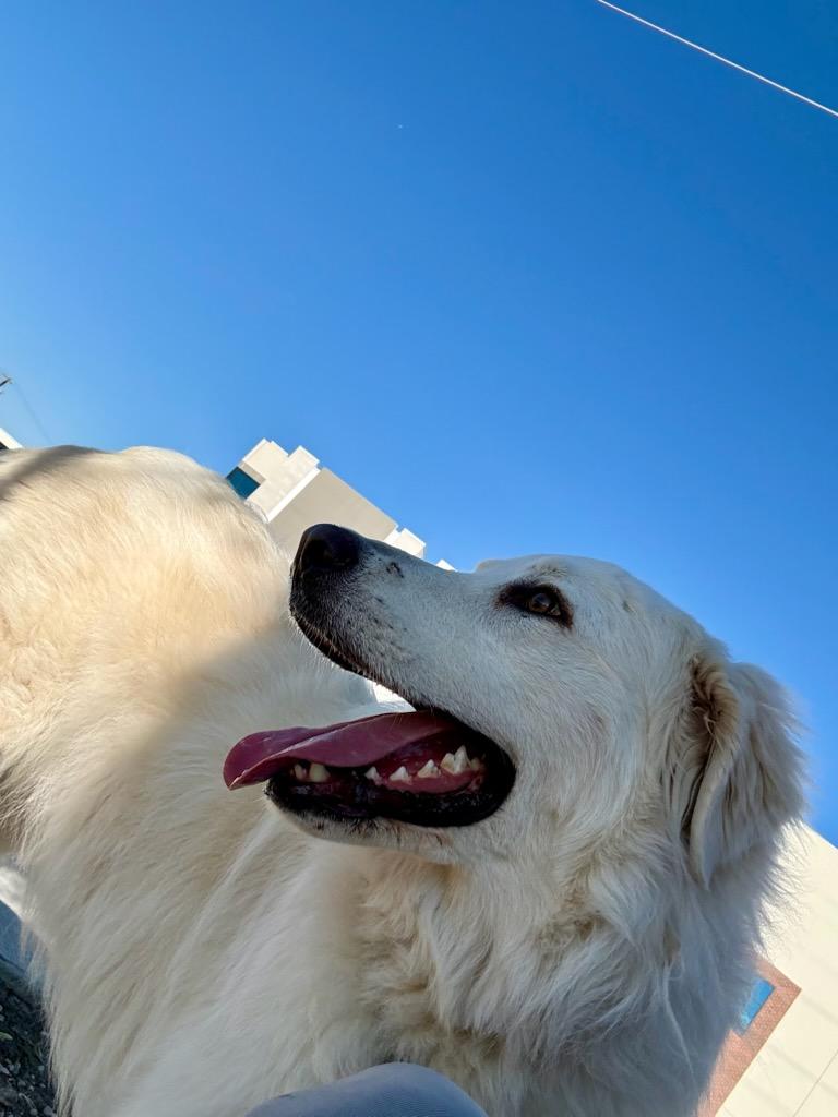 Enlarge 4PAWS Arabelle, a ADOPTABLE Great Pyrenees in Benbrook, TX image 3/3