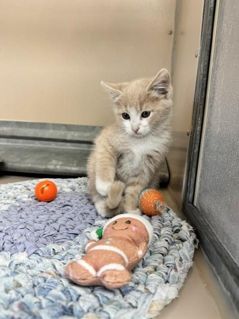 Enlarge Simba Jr./61827250, a Adopted Domestic Short Hair in Elko, NV image 1/1