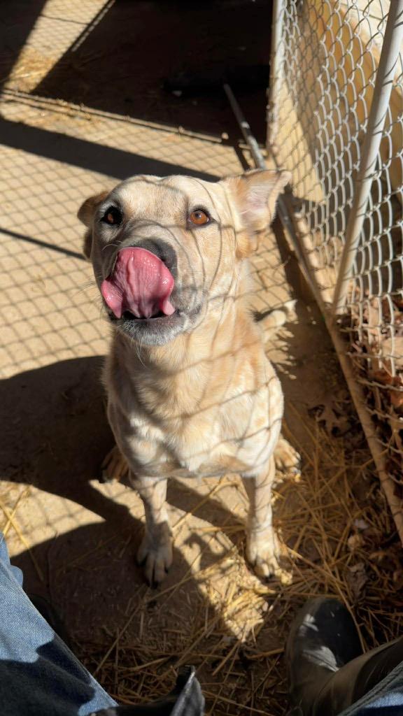 Muster, Adoptable, Young Male Hound.