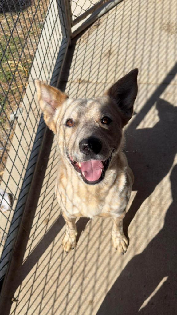 Enlarge Muster, a Adoptable mixed breed in Parsons, WV image 2/4