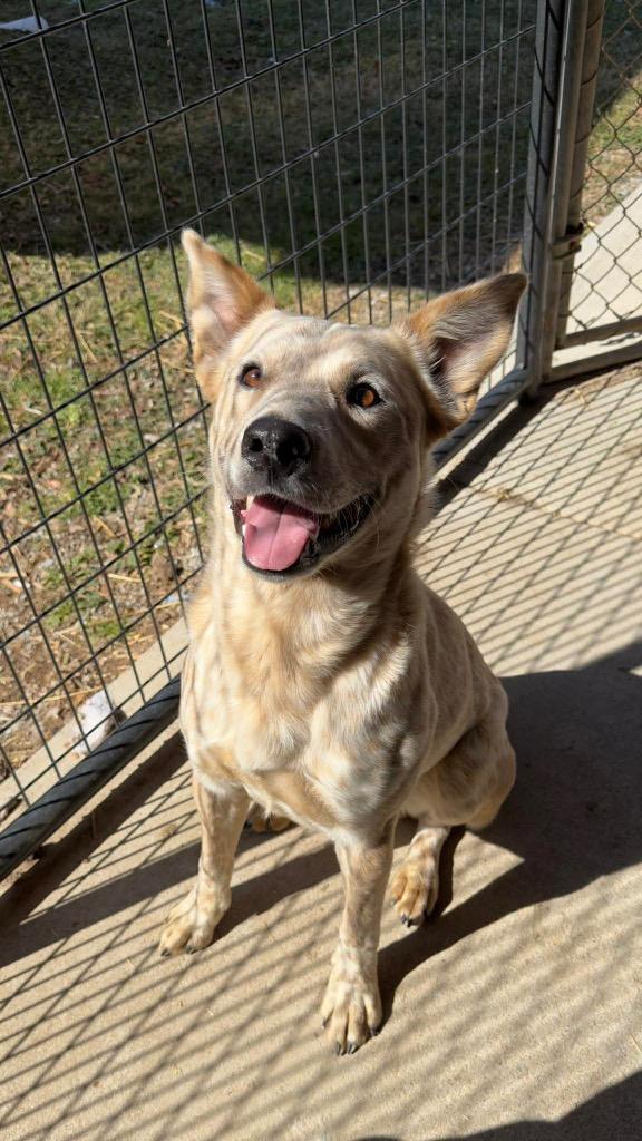 Enlarge Muster, a Adoptable mixed breed in Parsons, WV image 3/4