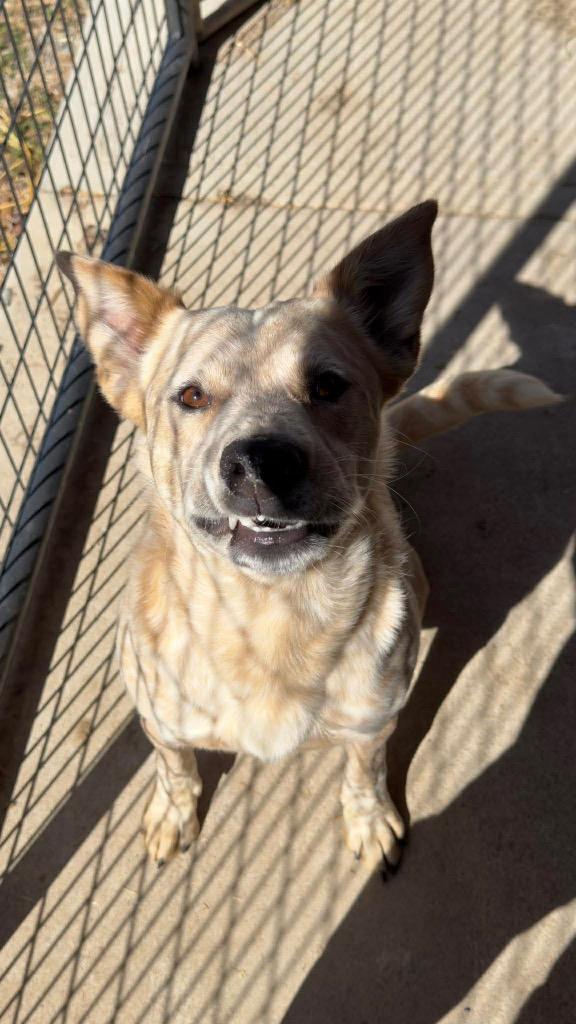 Enlarge Muster, a Adoptable mixed breed in Parsons, WV image 4/4