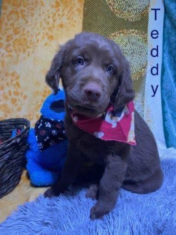 Enlarge Teddy, an adopted mixed breed in Elkton, MD image 4/6