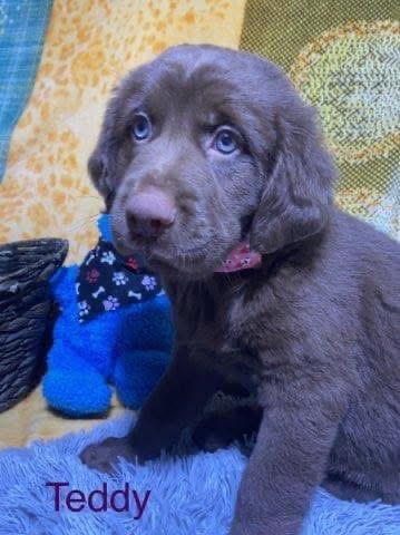 Enlarge Teddy, an adopted mixed breed in Elkton, MD image 1/6