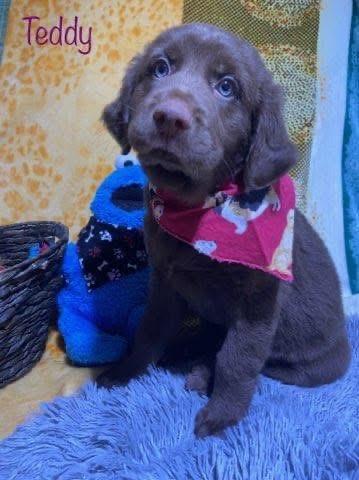 Enlarge Teddy, an adopted mixed breed in Elkton, MD image 5/6